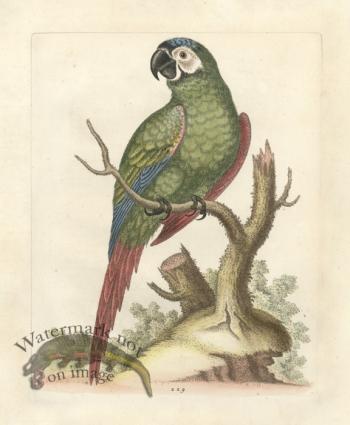 Edwards Parrot 11.jpg